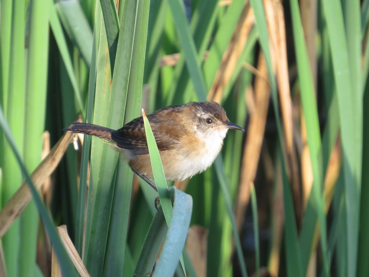 Marsh Wren - ML623110540