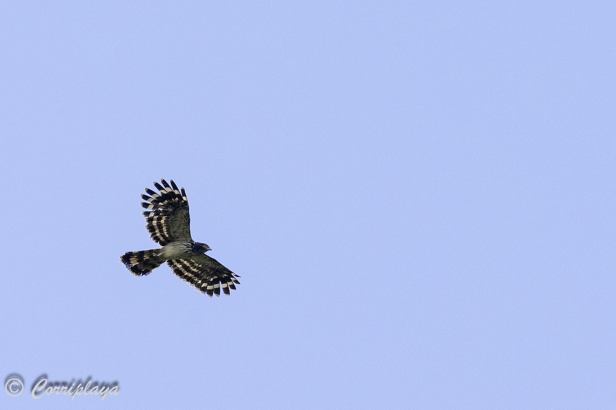 Long-tailed Honey-buzzard - ML623110570