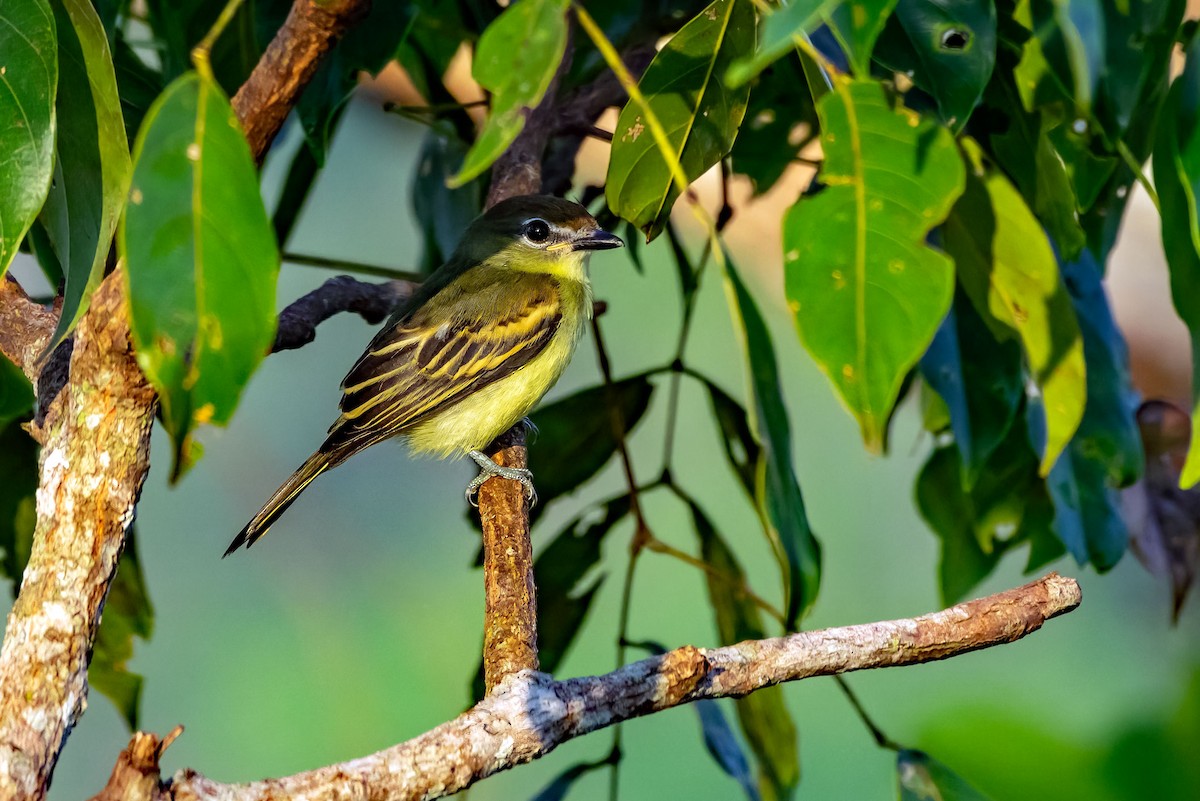 White-winged Becard - ML623110581