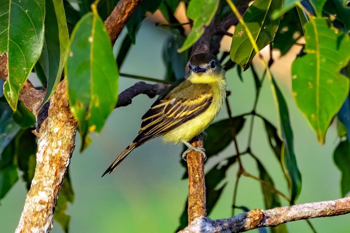 White-winged Becard - ML623110585