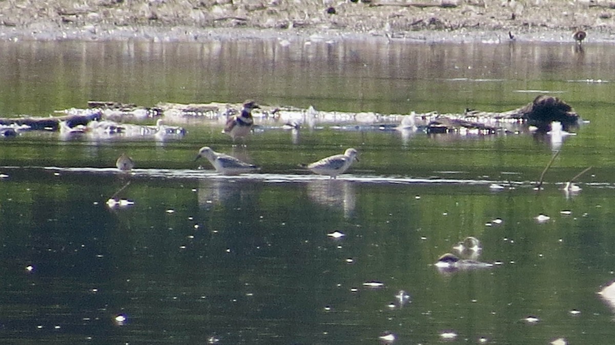 Sanderling - ML623110587