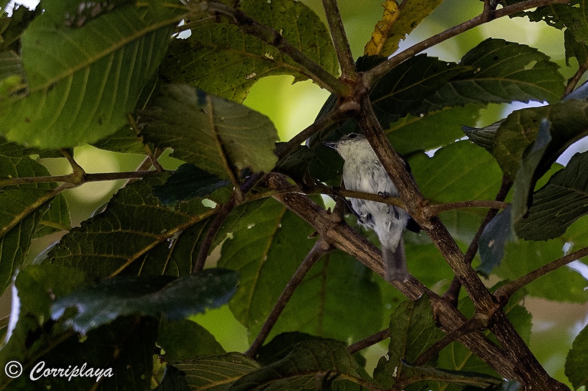 Vogelkop Scrubwren - ML623110595