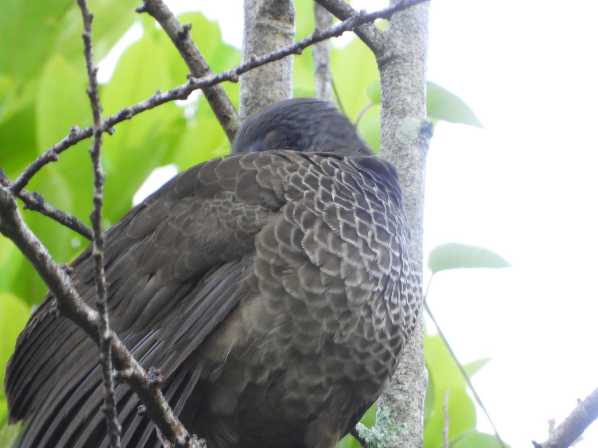 Colombian Chachalaca - ML623110600