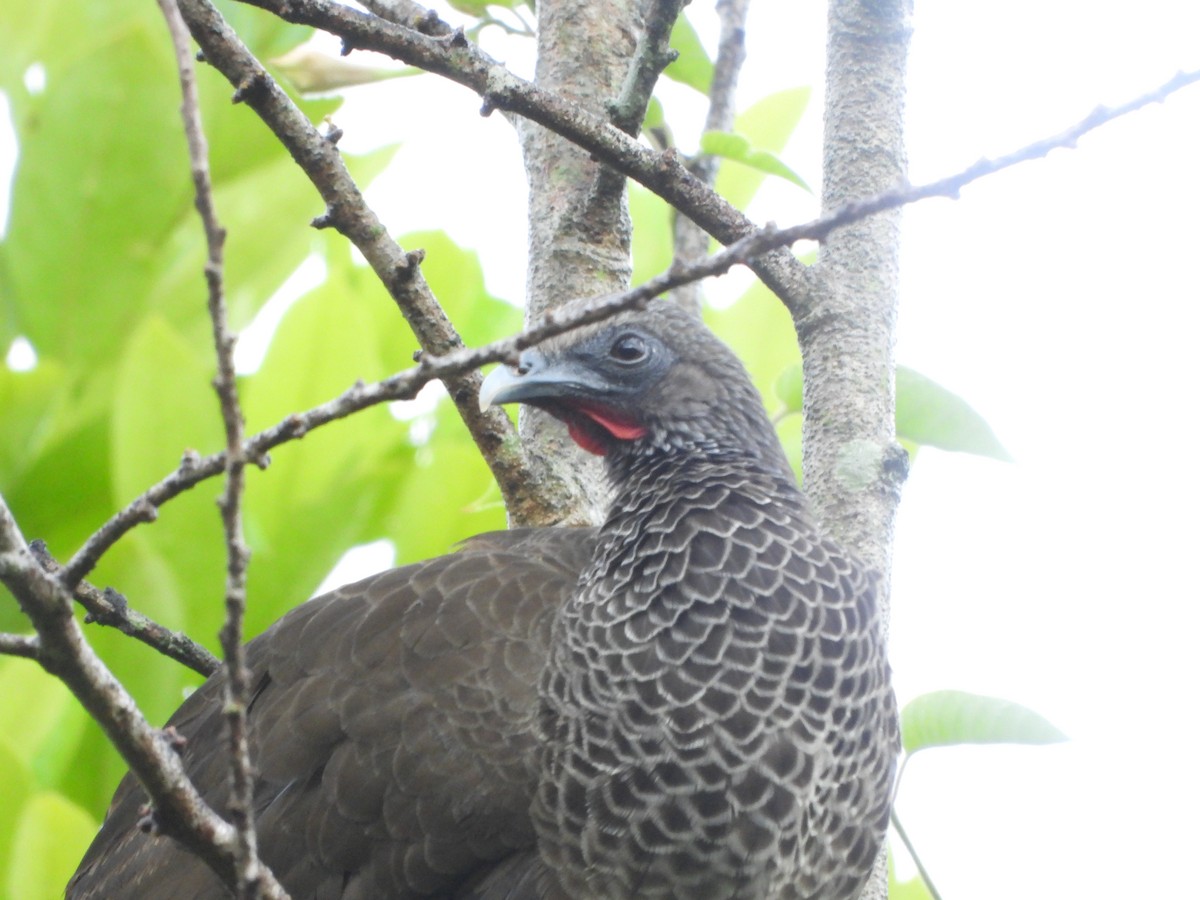 Colombian Chachalaca - ML623110601