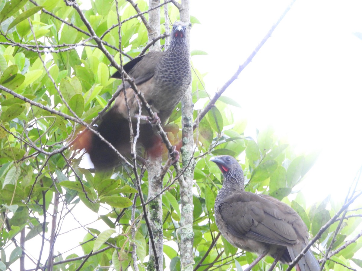 Colombian Chachalaca - ML623110602