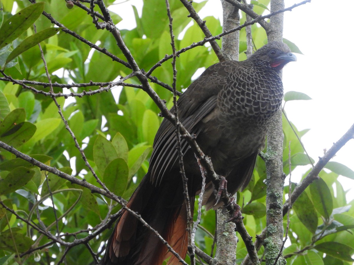 Colombian Chachalaca - ML623110603