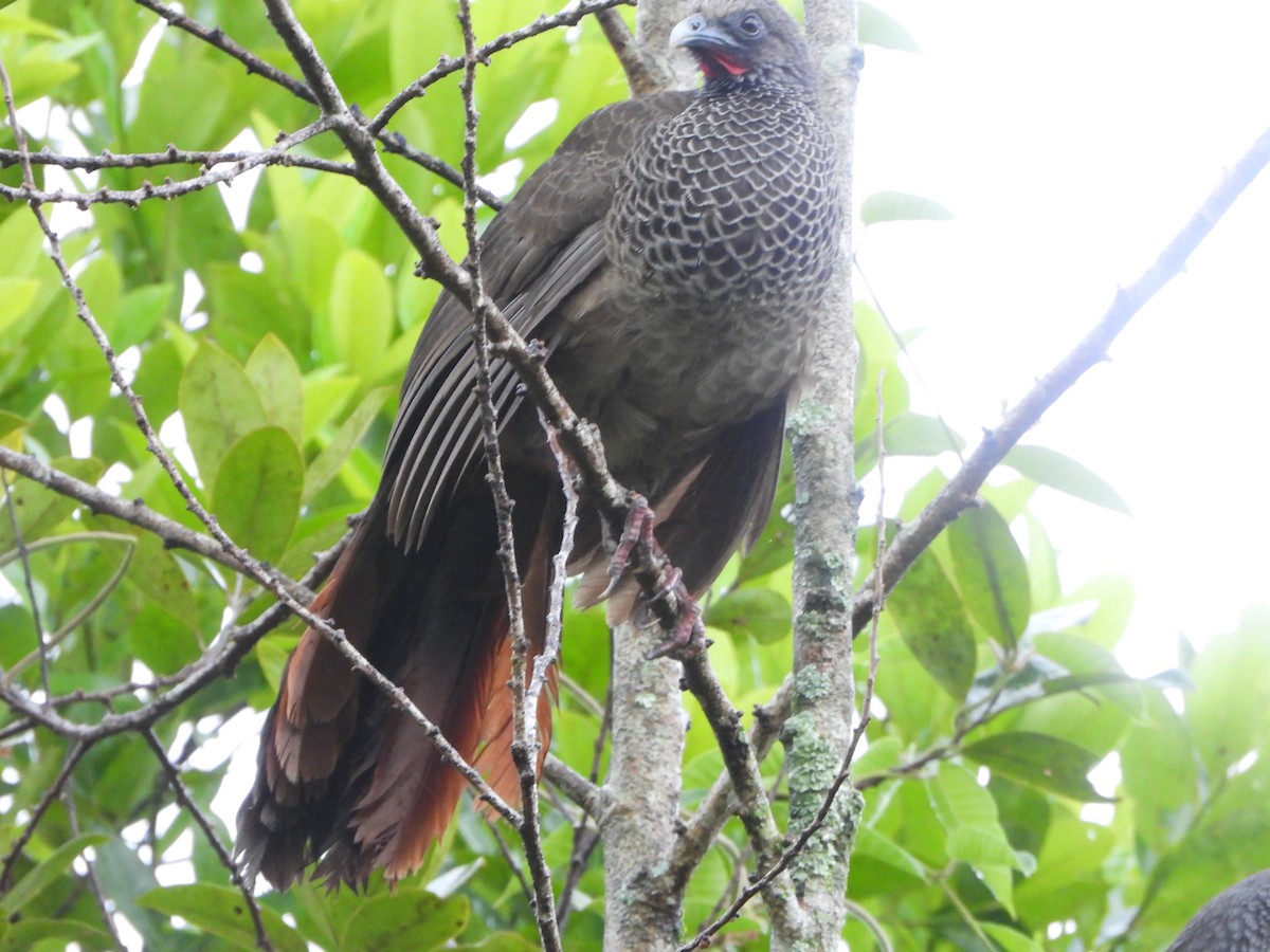 Colombian Chachalaca - ML623110604