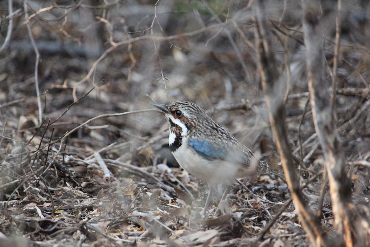 Long-tailed Ground-Roller - Christopher Moser-Purdy