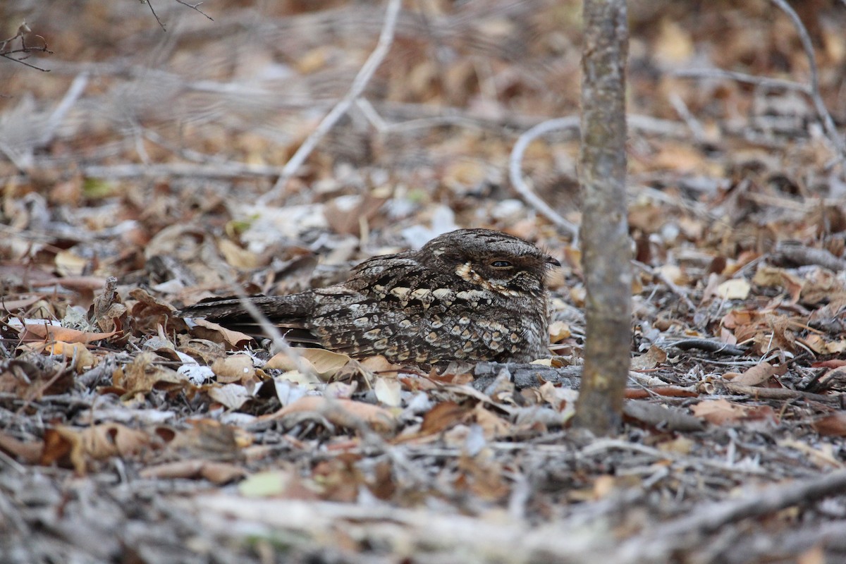 Madagascar Nightjar - ML623110612