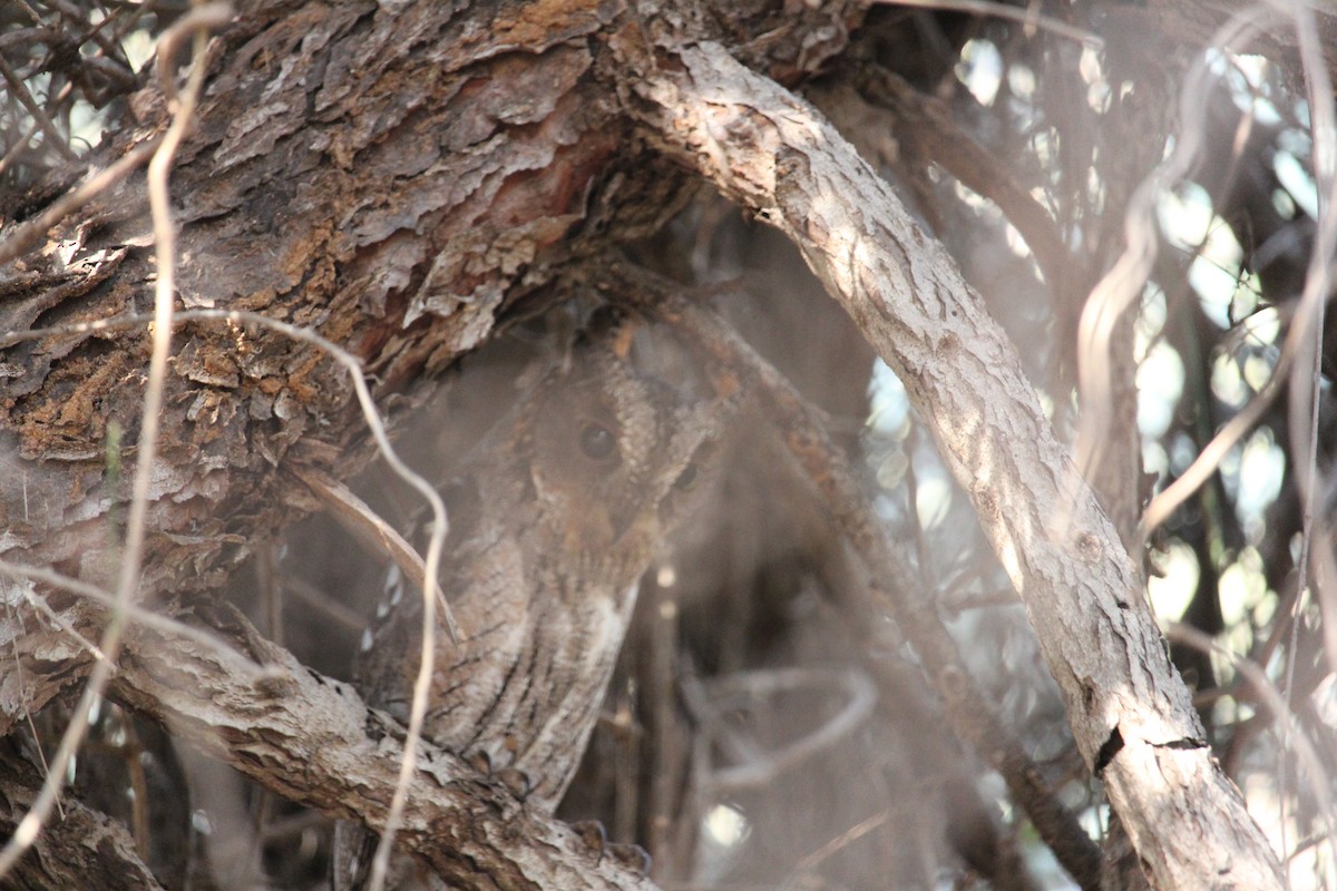 Madagascar Scops-Owl - ML623110619