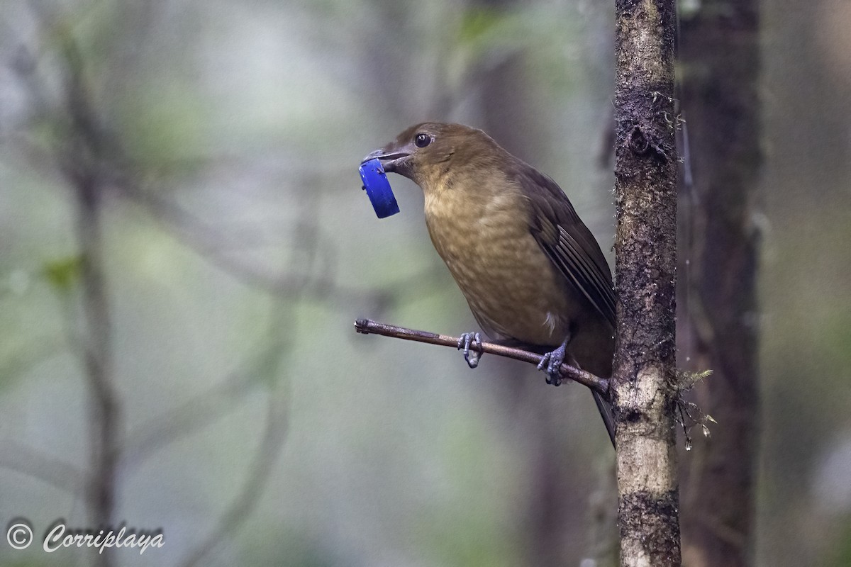 Hüttenlaubenvogel - ML623110661