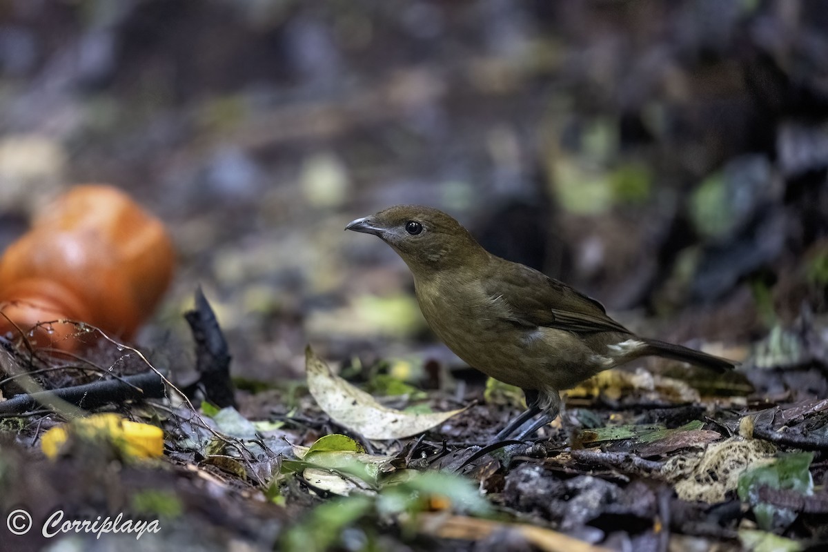 Hüttenlaubenvogel - ML623110662