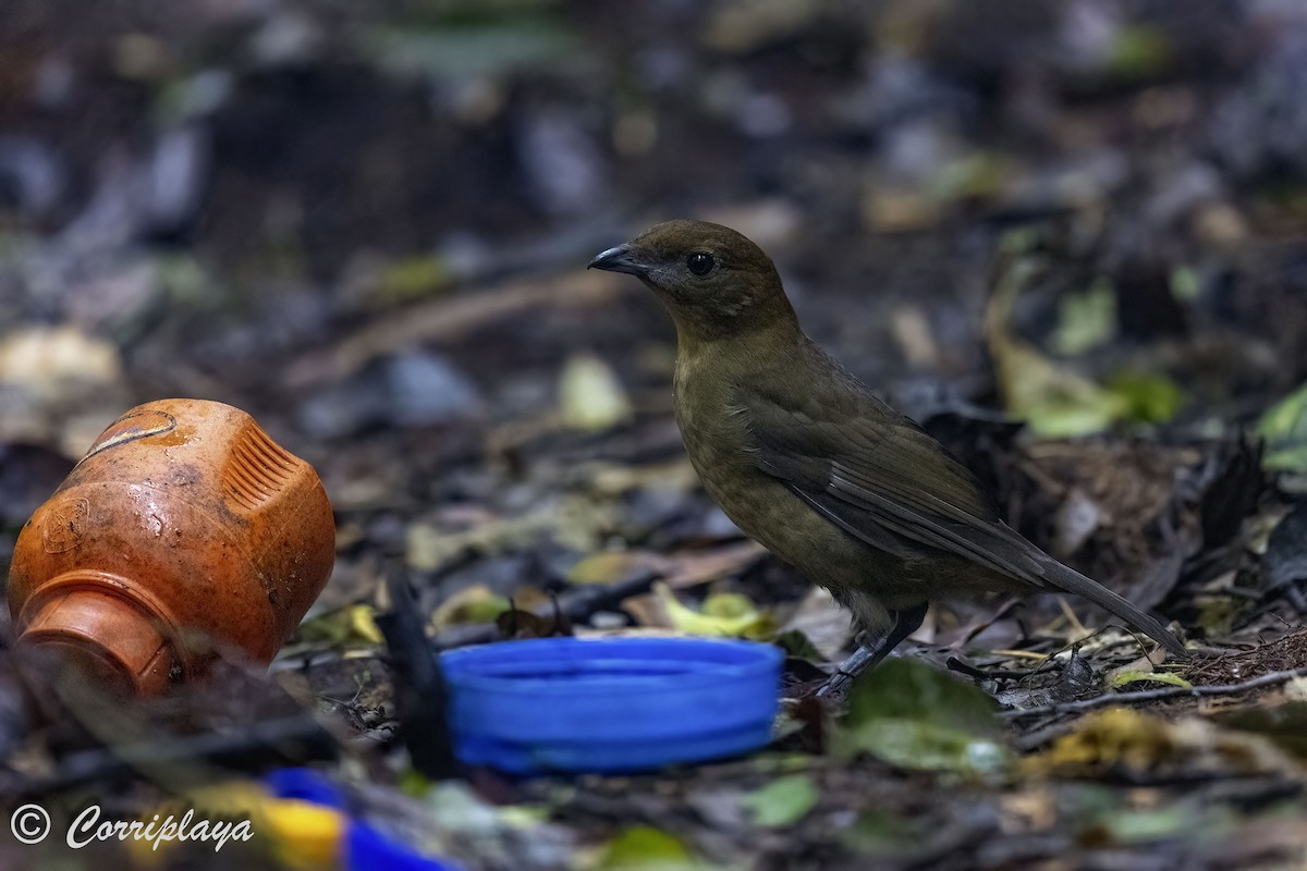 Hüttenlaubenvogel - ML623110665