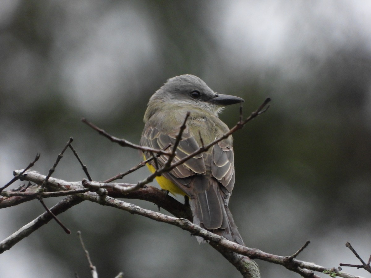 Tropical Kingbird - ML623110706