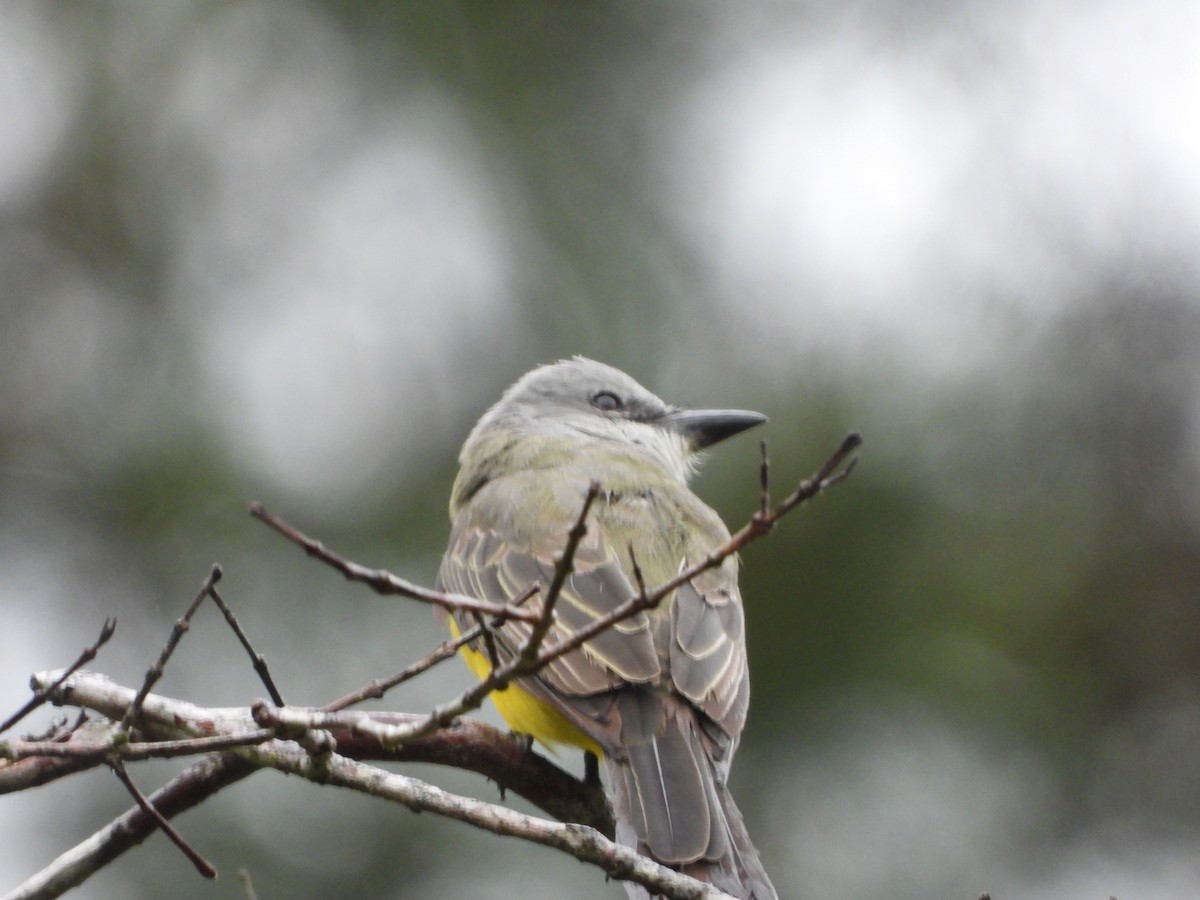 Tropical Kingbird - ML623110707