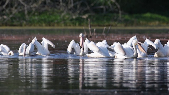 American White Pelican - ML623110744