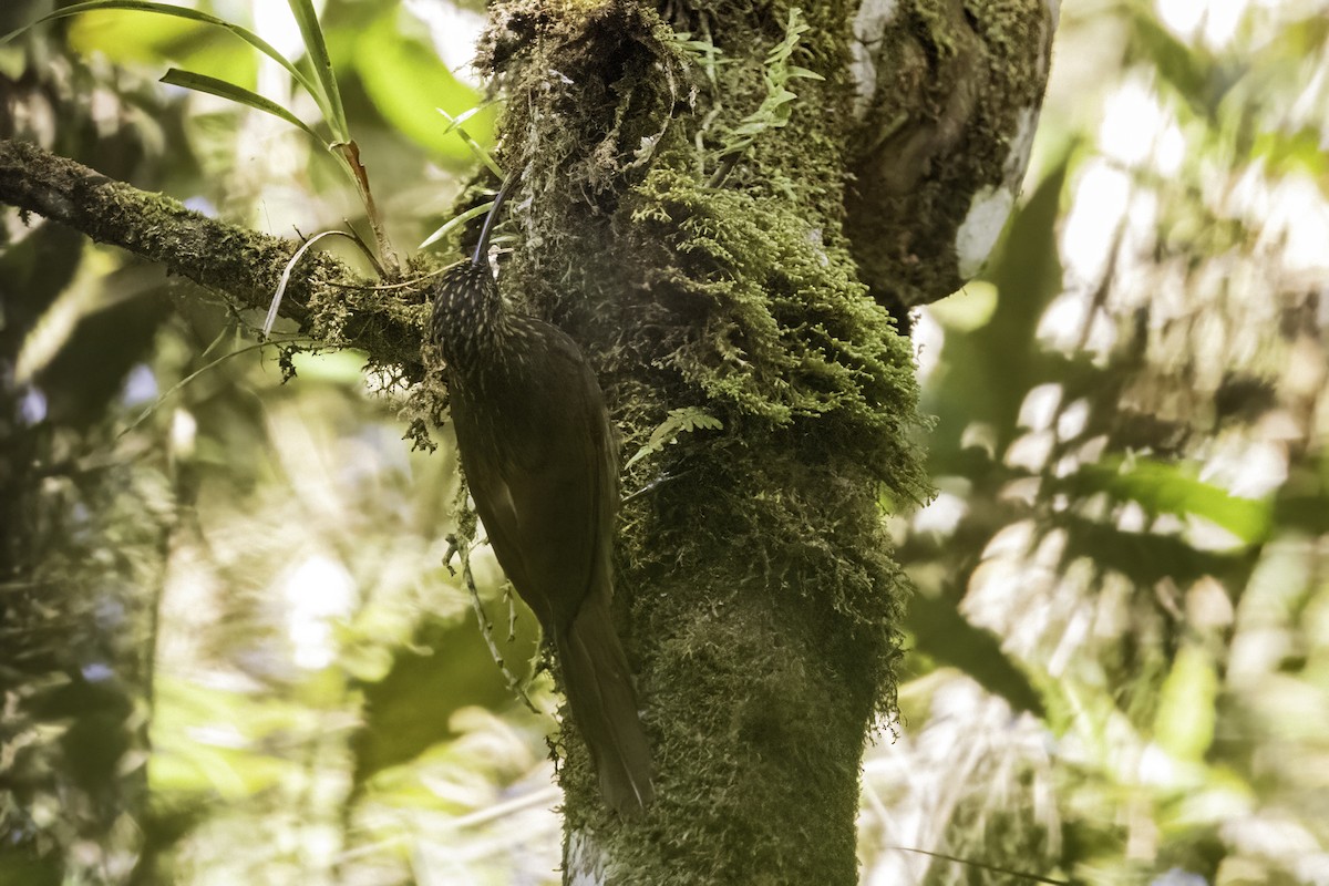 Brown-billed Scythebill - ML623110849