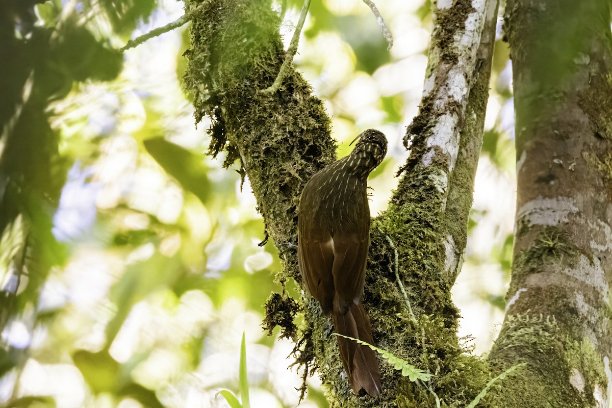 Brown-billed Scythebill - ML623110866