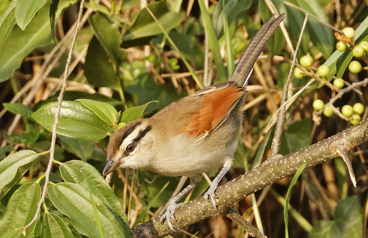 Brown-crowned Tchagra - ML623110871