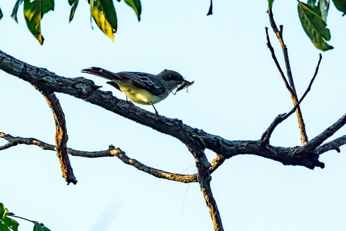 Tropical Kingbird - ML623110889