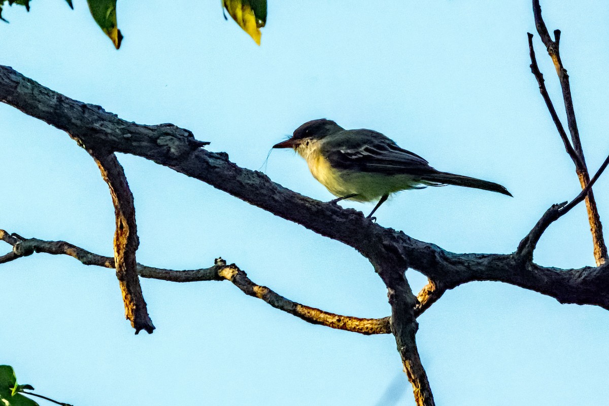 Tropical Kingbird - ML623110891