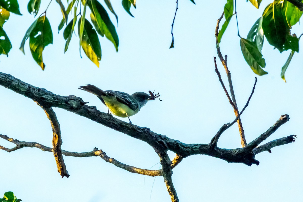 Tropical Kingbird - ML623110892