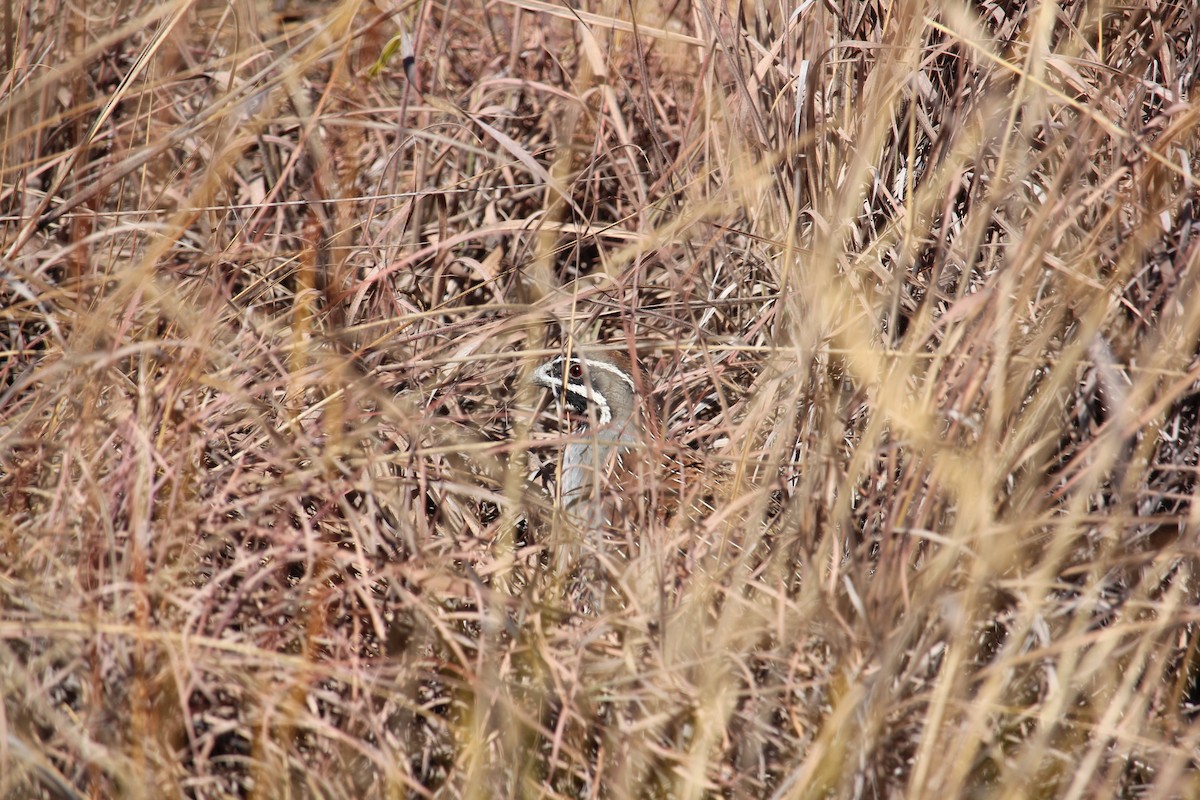 Madagascar Partridge - ML623110974