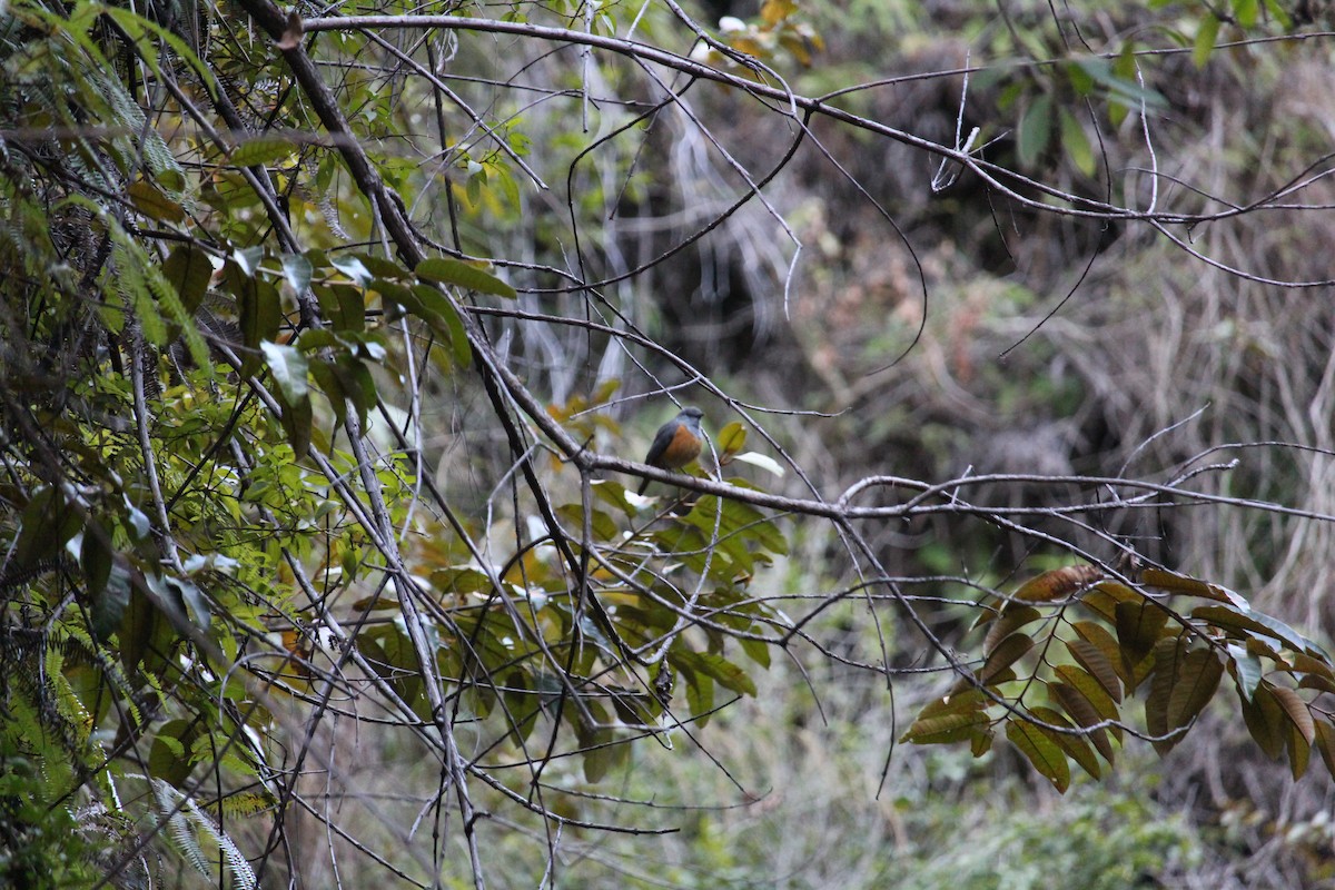 Forest Rock-Thrush - ML623110988