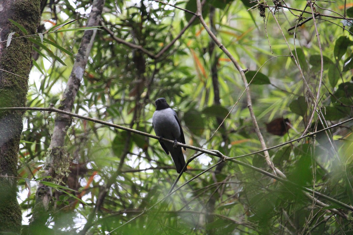 Madagascar Cuckooshrike - ML623111015