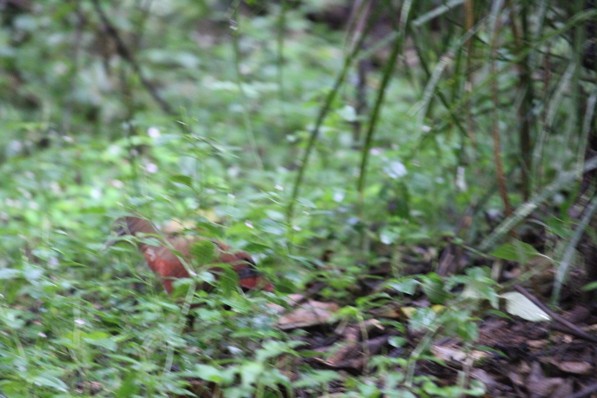 Madagascar Forest Rail - ML623111024