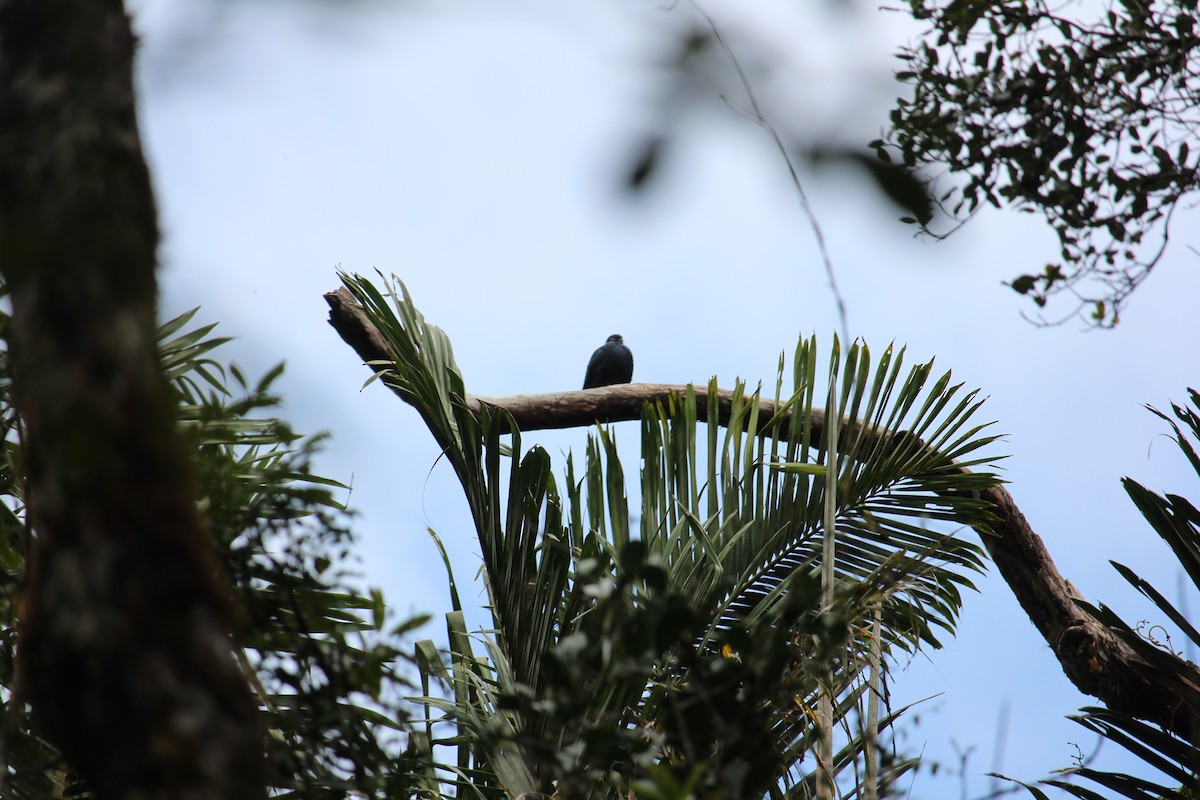 Madagascar Blue-Pigeon - ML623111041