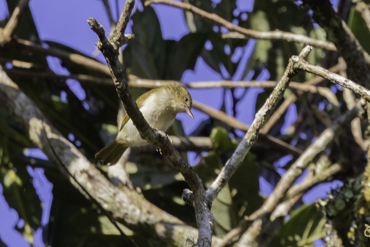 Scarlet-and-white Tanager - Jeanne Verhulst