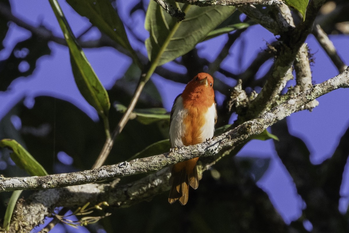 Scarlet-and-white Tanager - Jeanne Verhulst