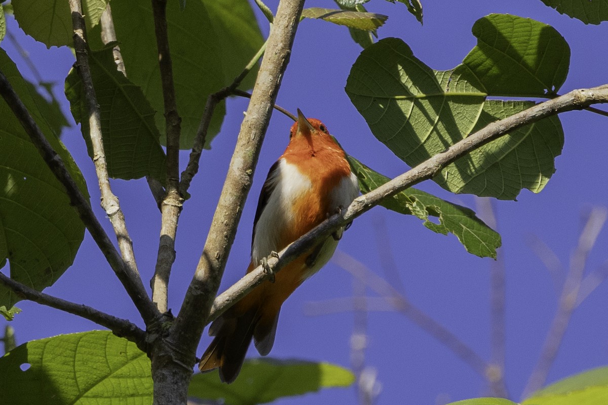 Scarlet-and-white Tanager - ML623111068