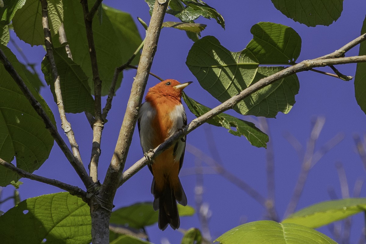 Scarlet-and-white Tanager - ML623111070