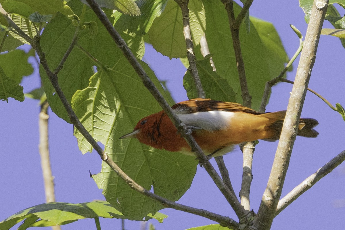 Scarlet-and-white Tanager - ML623111076