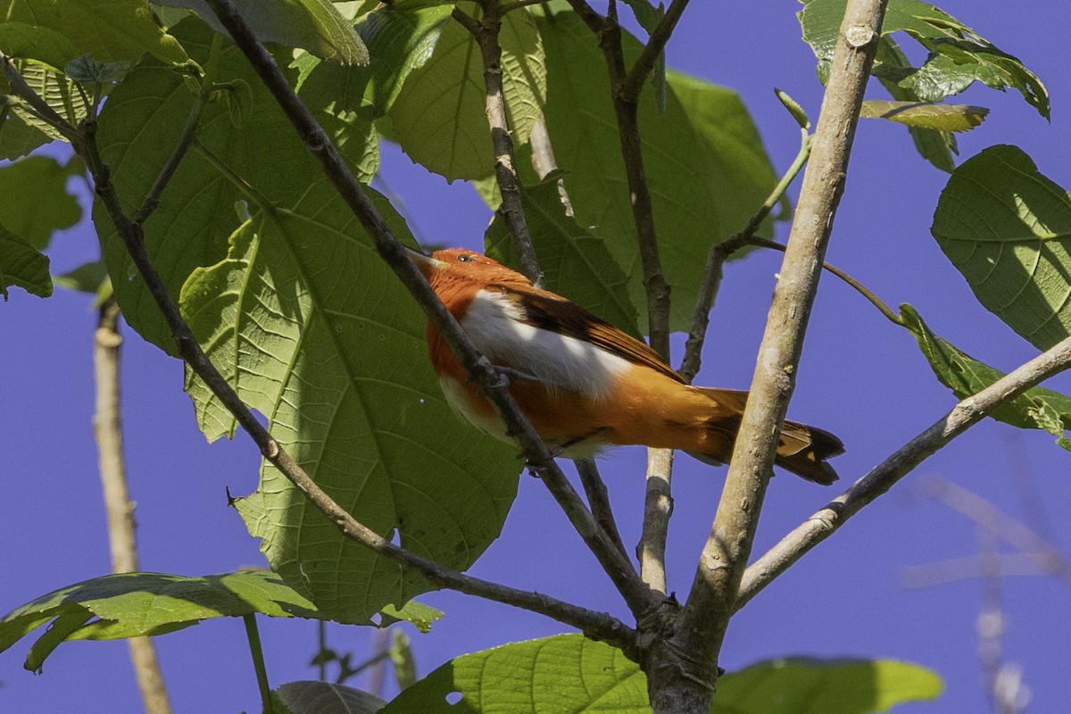 Scarlet-and-white Tanager - ML623111079