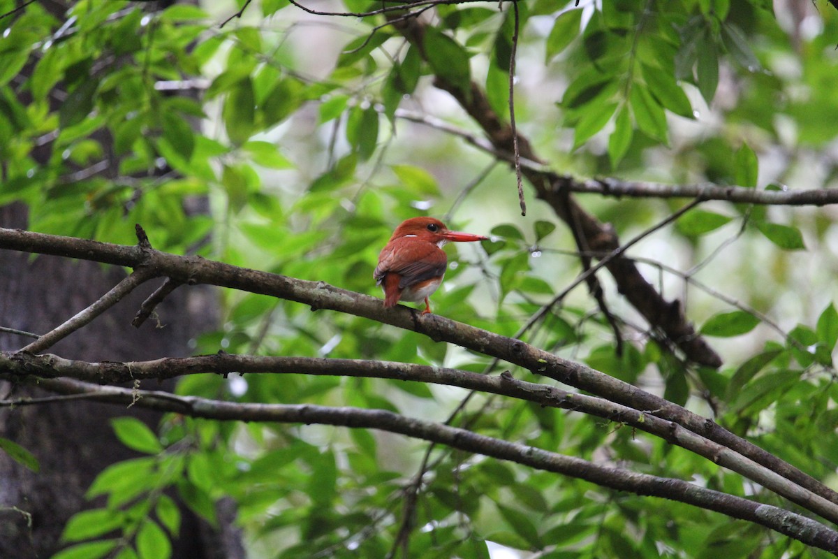 Madagascar Pygmy Kingfisher - ML623111130