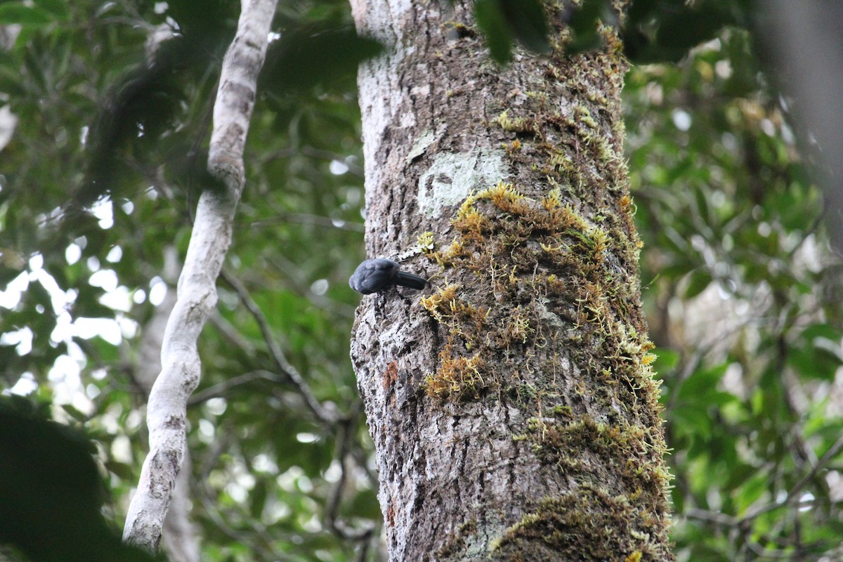 Nuthatch-Vanga - ML623111135