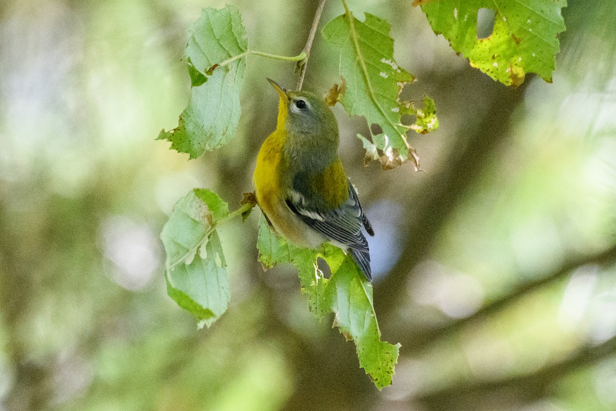 Northern Parula - ML623111141