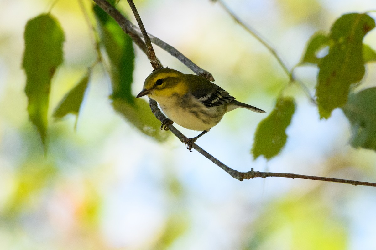 Black-throated Green Warbler - ML623111221