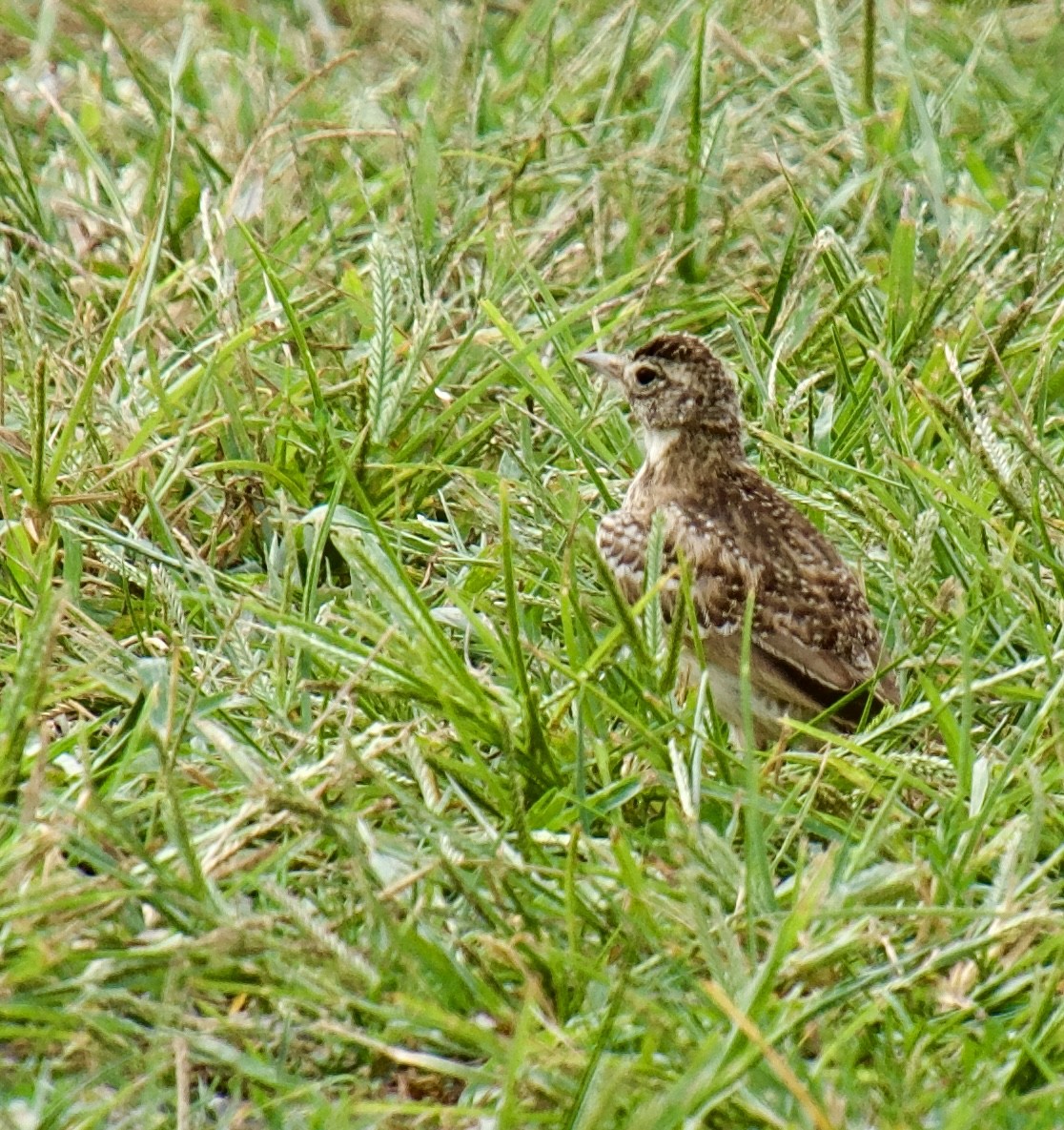 Horned Lark - ML623111473