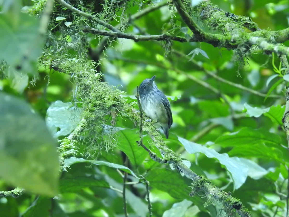 Streak-crowned Antvireo - ML623111487