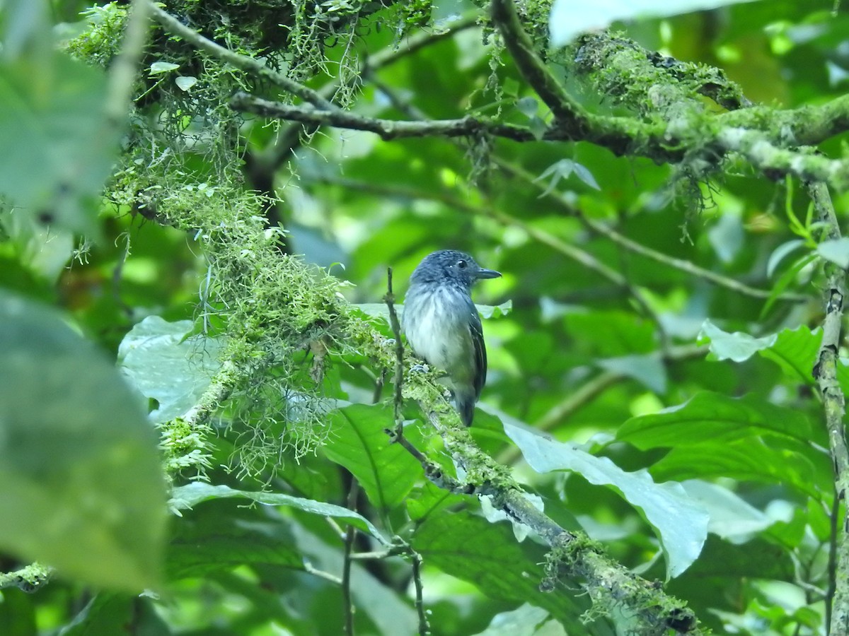 Streak-crowned Antvireo - ML623111489