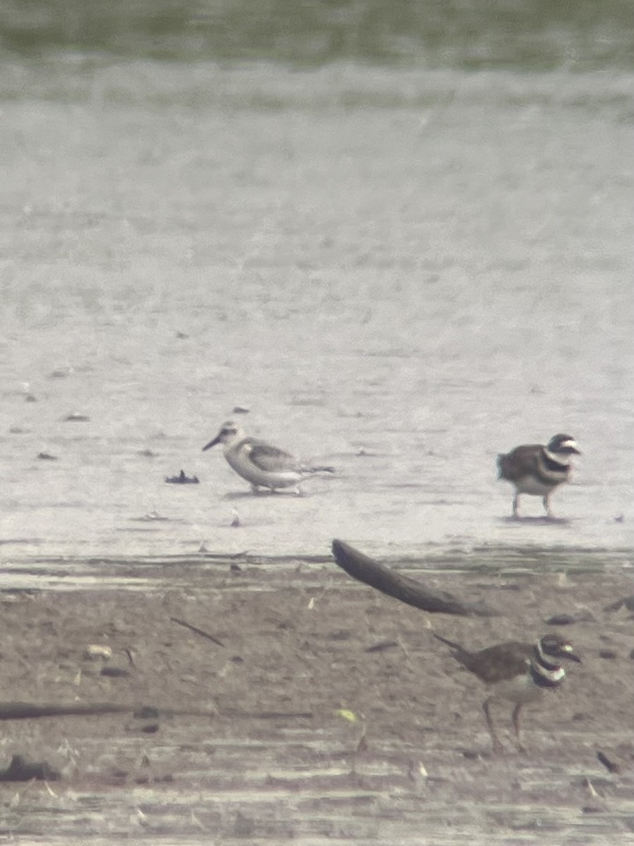 Sanderling - ML623111507