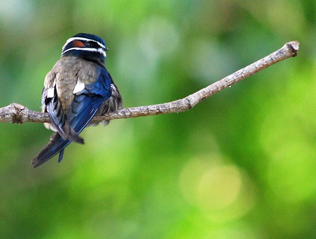 Whiskered Treeswift - Choy Wai Mun