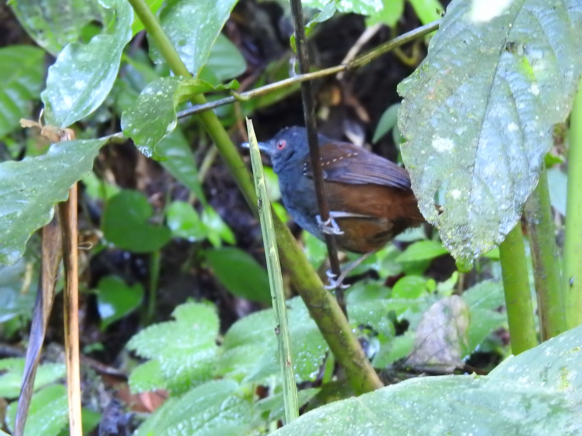 Dull-mantled Antbird - Erick Barbato