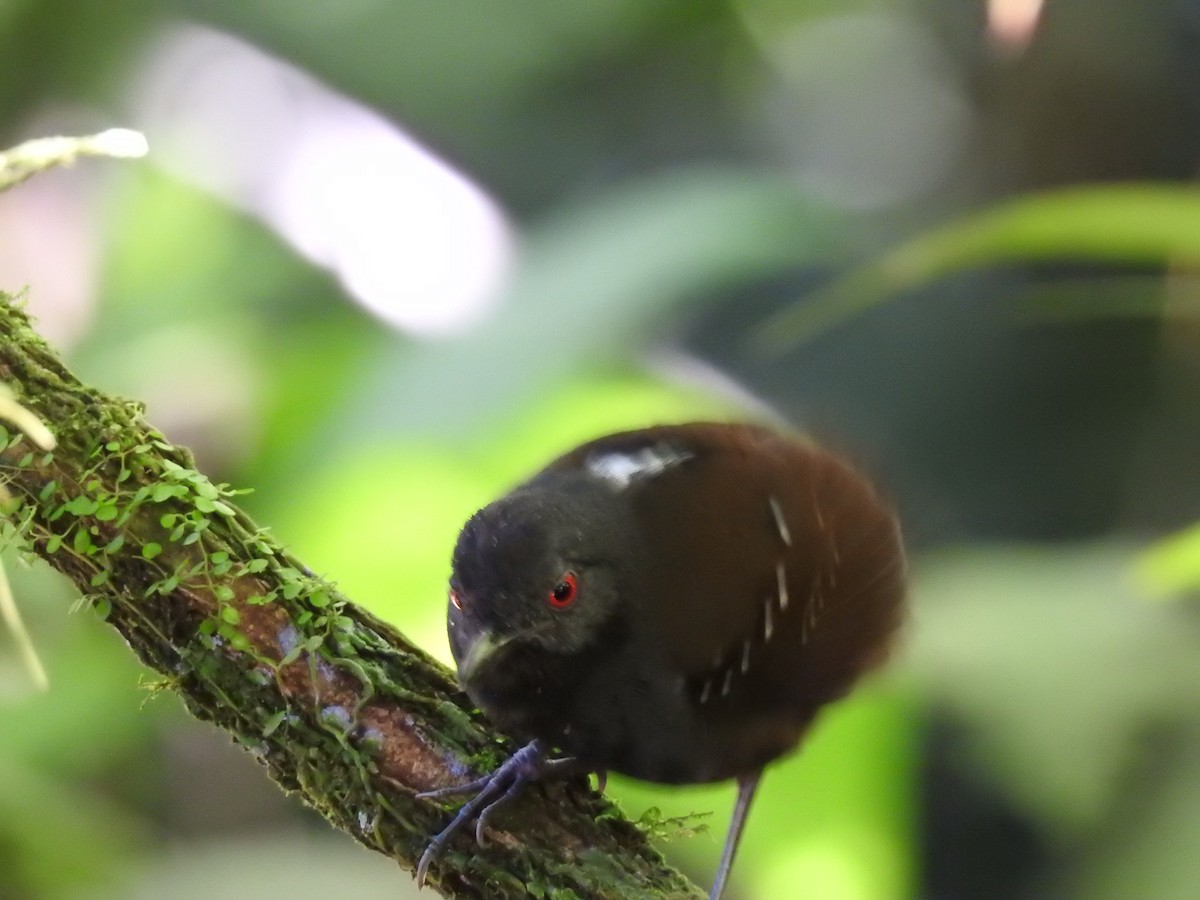 Dull-mantled Antbird - Erick Barbato