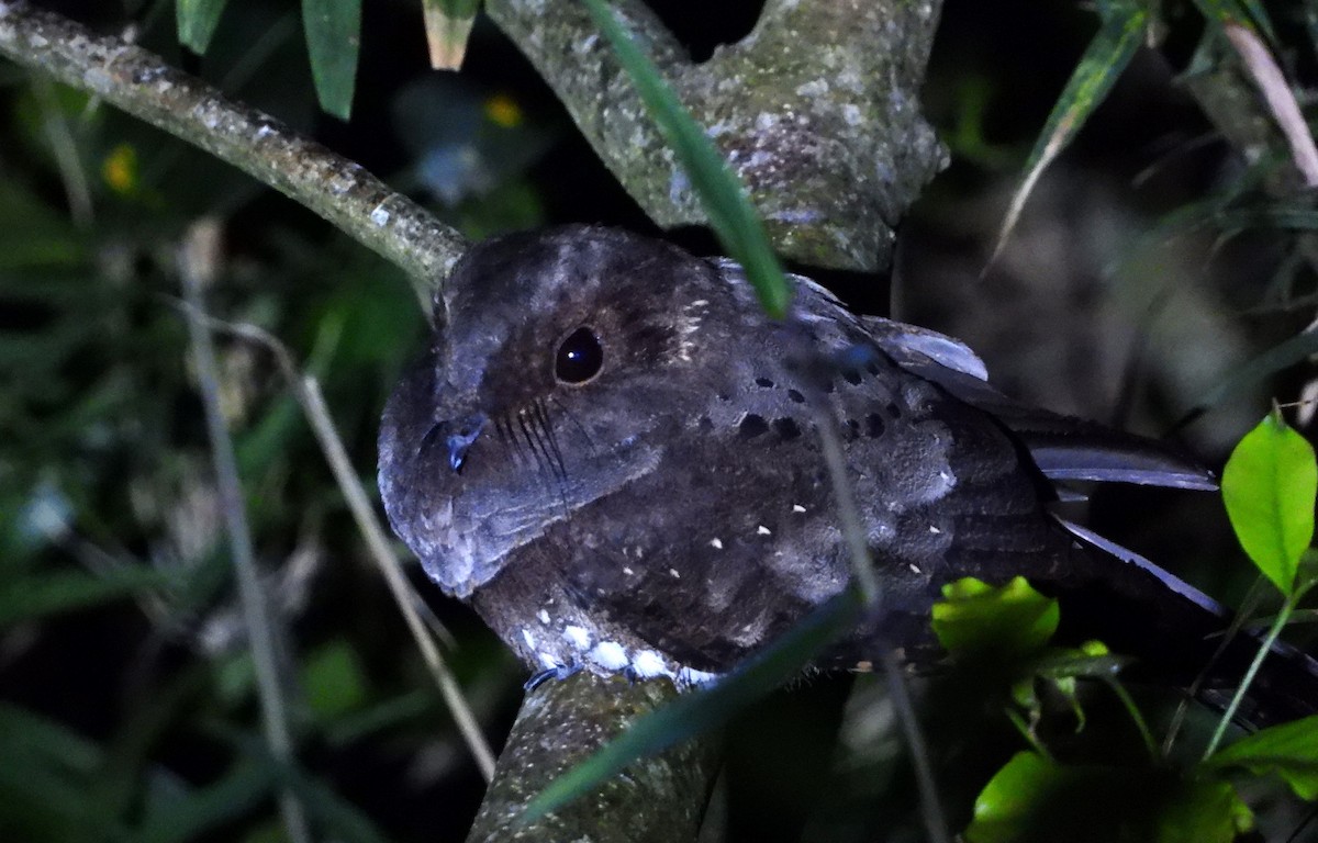 Ocellated Poorwill - ML623111570