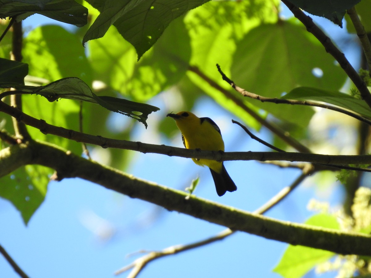 Tangara Negriamarilla - ML623111572